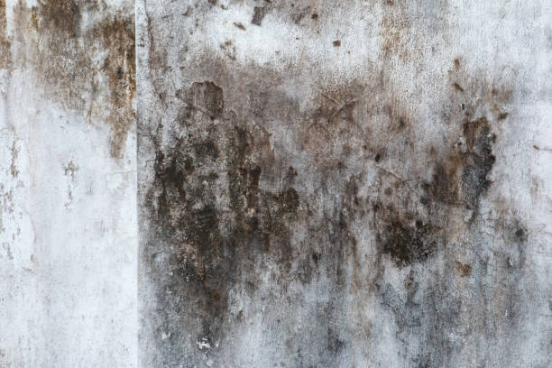 Professional Mold Removal in Craig, CO