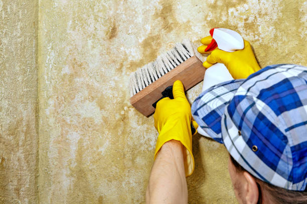 Best Mold Prevention Services  in Craig, CO