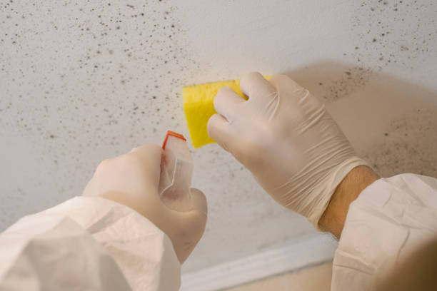 Best Mold Documentation for Insurance Claims  in Craig, CO