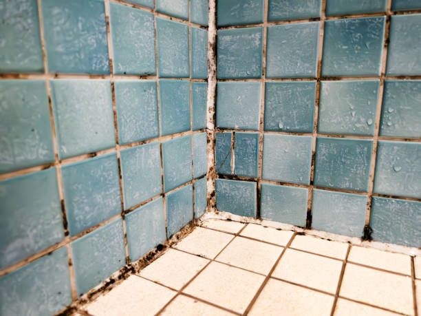  Craig, CO Mold Removal Pros