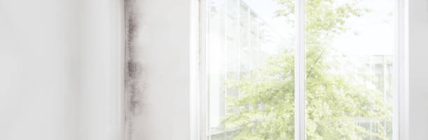 Best Residential Mold Inspection & Testing  in Craig, CO